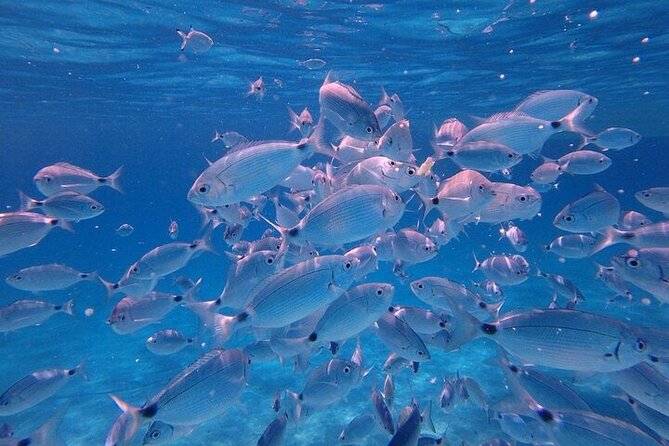 Dolphin Watching Tour With Snorkeling From Olbia