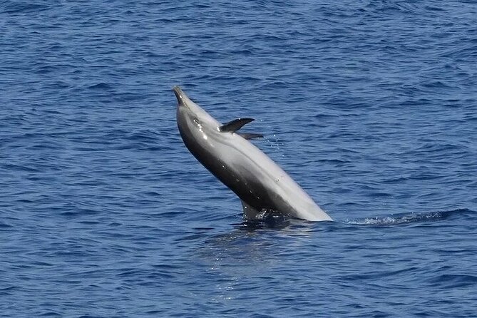 Dolphin Watching Tour With Snorkeling From Olbia - End Point and Cancellation Policy