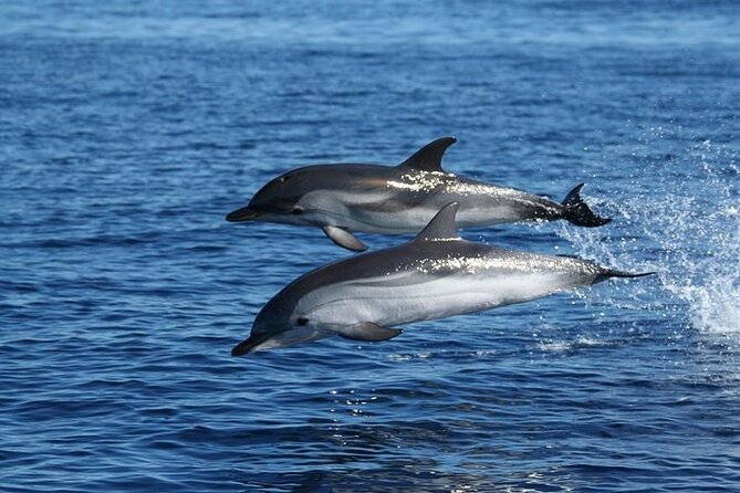 Dolphin Watching Tour With Snorkeling From Olbia - Traveler Photos and Reviews