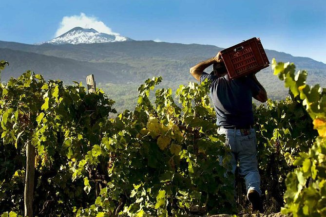 Private 6-Hour Tour of Three Etna Wineries With Food and Wine Tasting - What to Expect