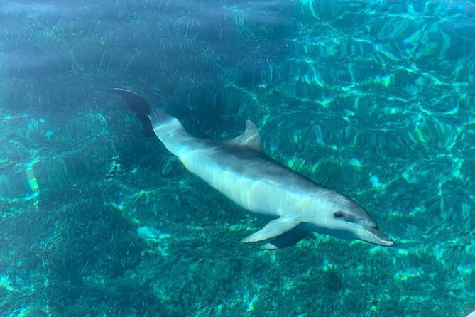 Dolphin Watching Tour With Snorkeling From Olbia - Wildlife and Scenic Highlights