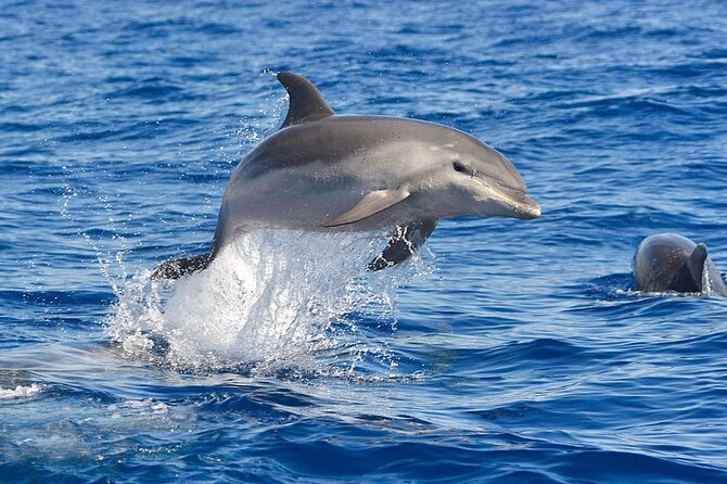 Dolphin Watching Tour With Snorkeling From Olbia - Frequently Asked Questions