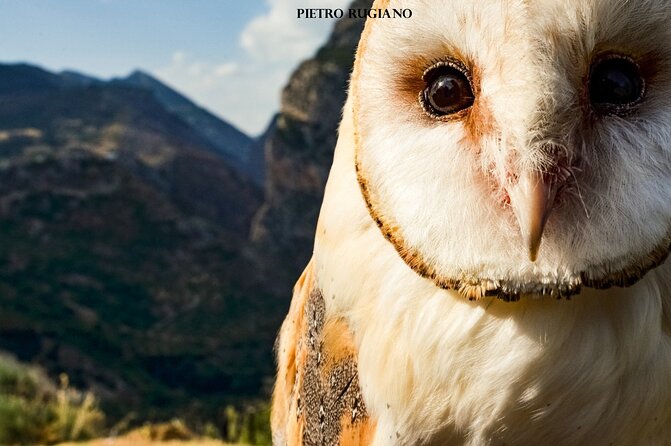 Interactive Path of Birds of Prey - Species of Birds of Prey