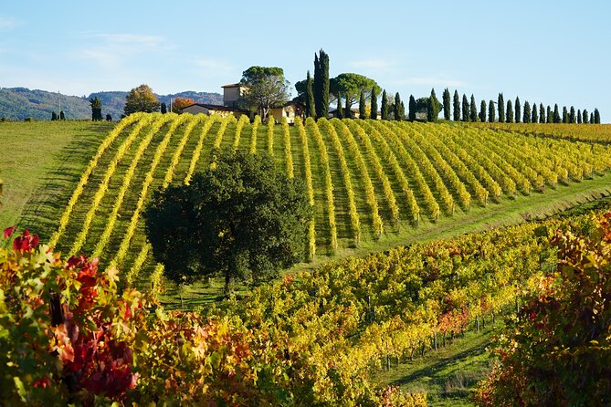 SMALL GROUP Chianti 2 Wineries & Meat Feast @ Dario Cecchini - Tour Details