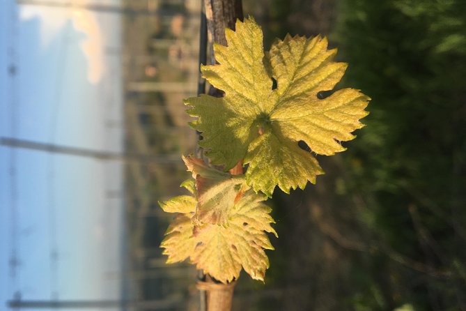 Abellonio Cascina Piccaluga - Visit to the Vineyards, to the Wine Tasting Cellar - Accessibility and Recommendations