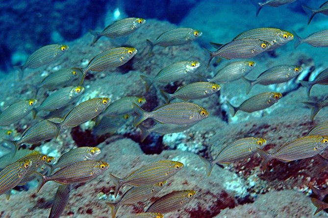 Diving With PADI 5 Star CDC Diving Resort Isola Bella Marine Park Taormina - Diving With a PADI 5 Star CDC Dive Center Instructor