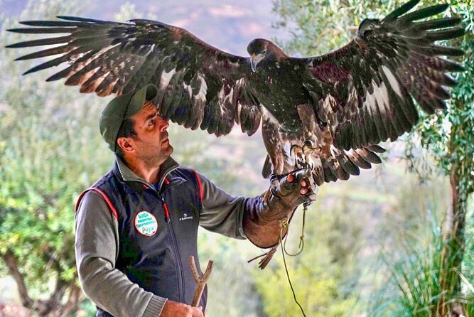 Interactive Path of Birds of Prey - Conservation Efforts and Initiatives