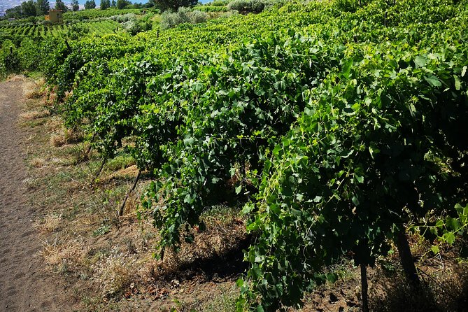 Pompeii Ruins & Lunch W/ Wine Tasting - Additional Information