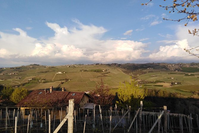 Abellonio Cascina Piccaluga - Visit to the Vineyards, to the Wine Tasting Cellar - Just The Basics