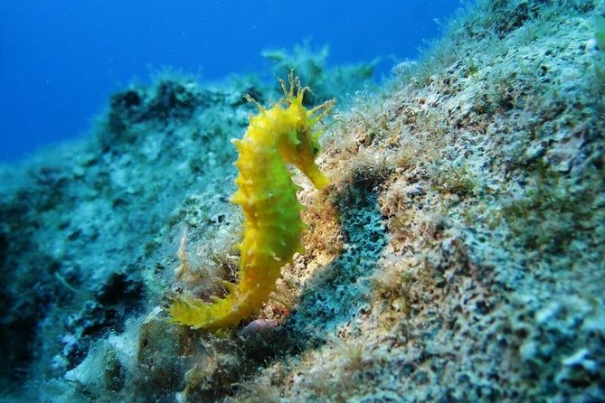 Snorkeling Tour Coast to Coast Taormina & Isola Bella - Just The Basics