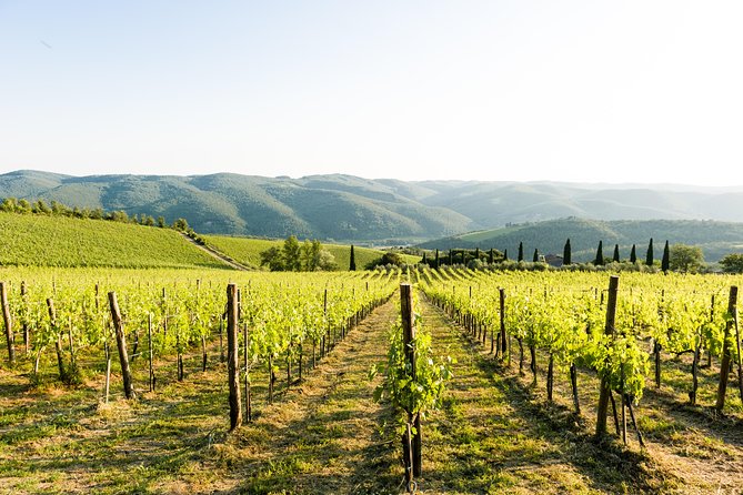 Tour and Tasting at an Organic Winery in the Heart of Chianti Classico Area - Wine Making Process