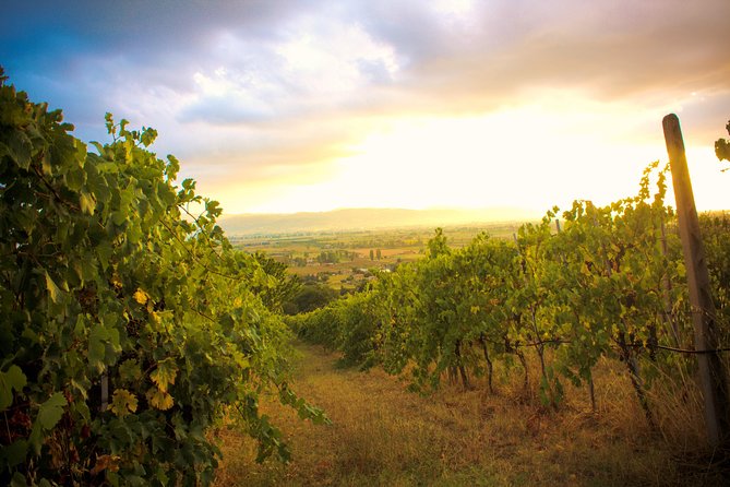 Winemaker for a Day: Tour an Organic Winery - Overview of the Experience