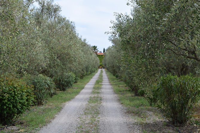 Guided Wine and Olive Oil Tasting - Traveler Photos and Reviews