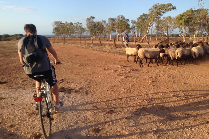 Puglia Bike Tour: Cycling Through the History of Extra Virgin Olive Oil - Olive Oil Tasting