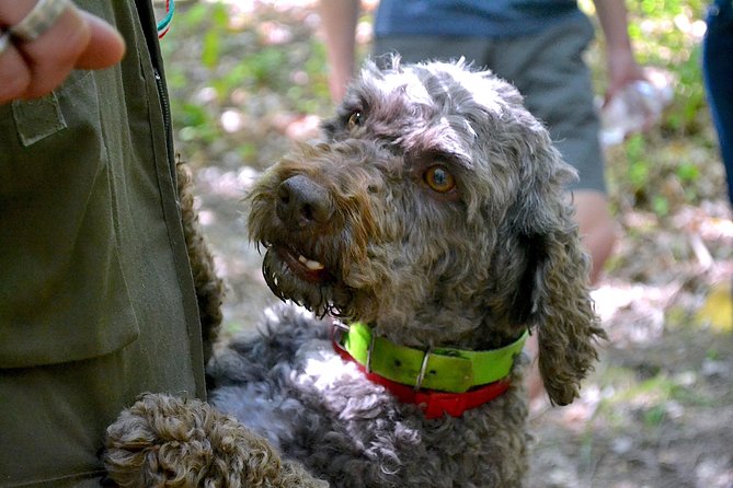 Full-Day Small-Group Truffle Hunting in Tuscany With Lunch - Frequently Asked Questions