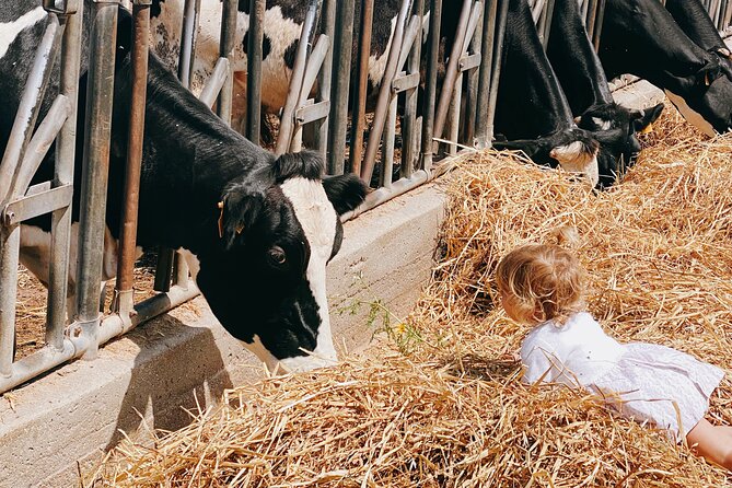 Mozzarella Experience - Cheese Tour and Tastings to Masseria Fragnite - Family-Friendly and Educational Experience