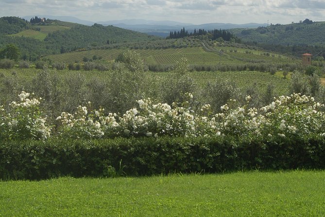 Discover Chianti Through Its Wines - The Grape Varieties of Chianti