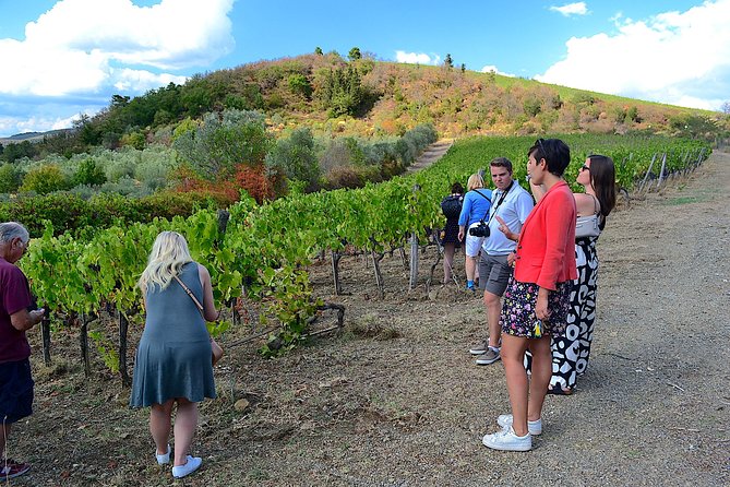 Florence to Chianti Region Wine Tour Including Lunch, Dinner - Reviews and Feedback