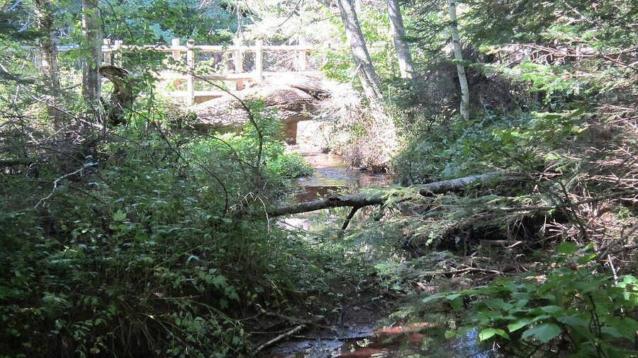 Wooded spruce trail behind Green Gables Cavendish