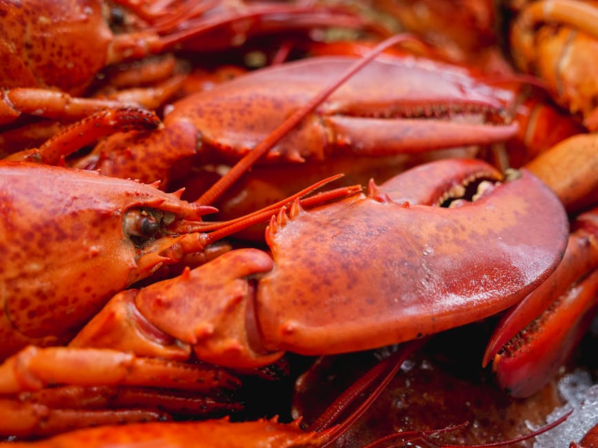 Cooked PEI lobster on a plate