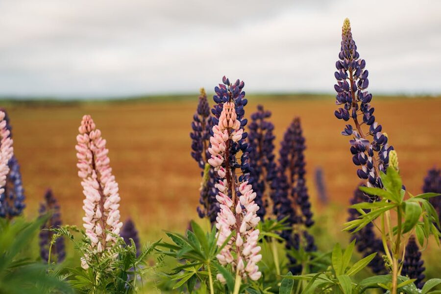 Lupines blooming in a Prince Edward Island summer field
