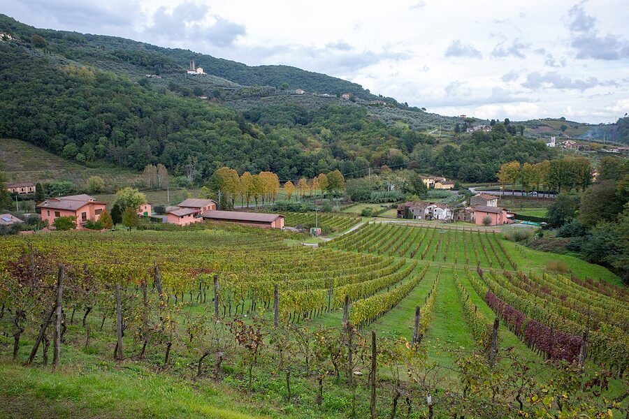 Tuscan vineyard rows in early evening light