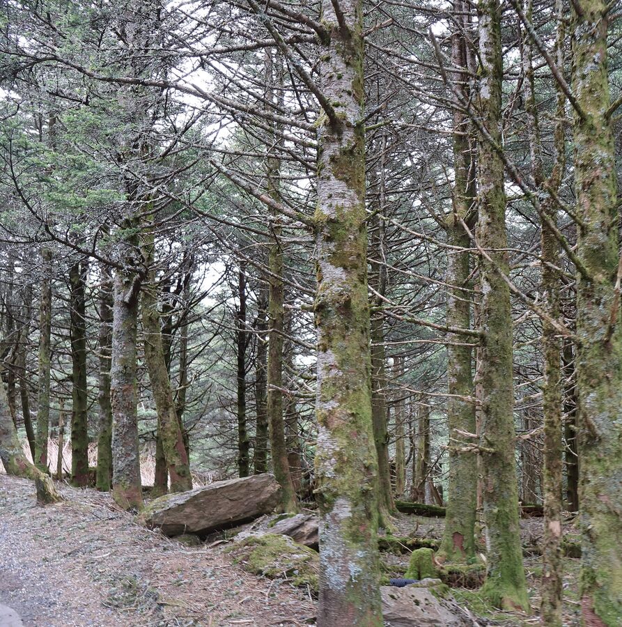 Mount Mitchell summit trail