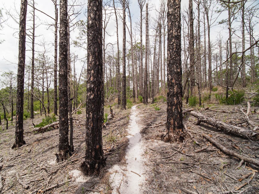 Forest hiking trail in the Carolinas