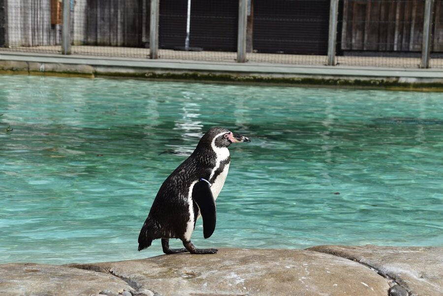 A penguin standing beside the water at London Zoo in Regent's Park