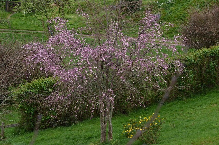 Crabapple tree in spring blossom above hobbit holes at Hobbiton