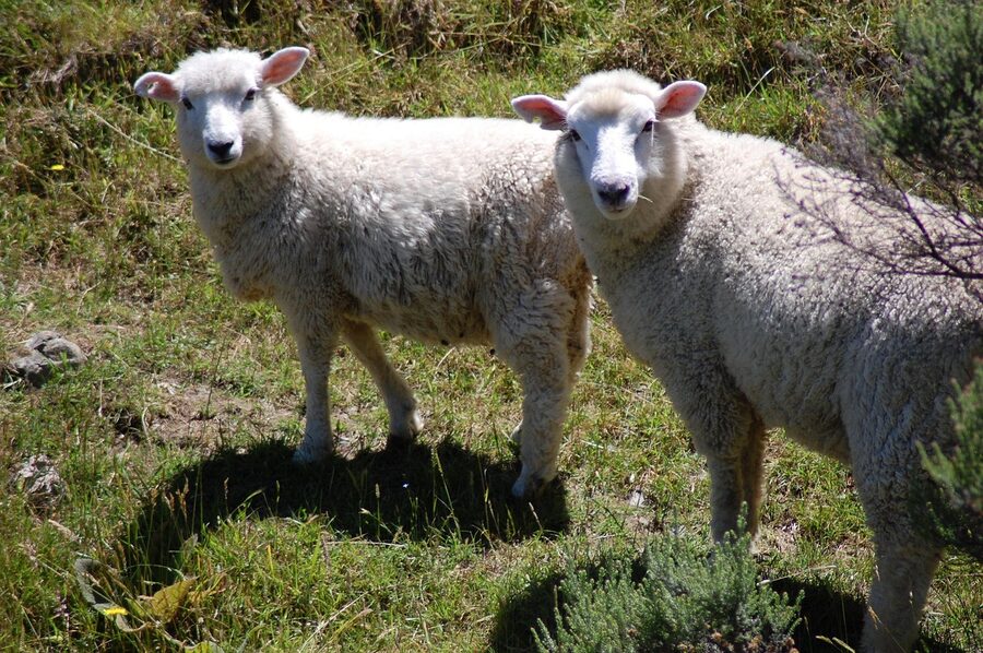 Sheep on green grass in rural New Zealand