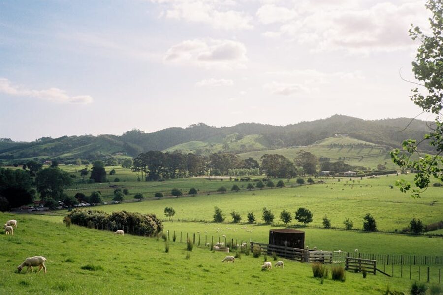 Sheep grazing on a green pasture in the New Zealand North Island countryside