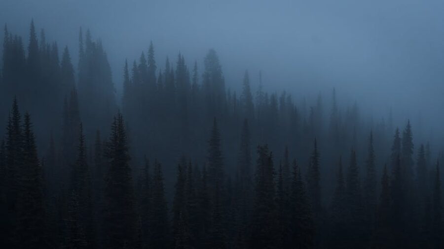 Foggy pine forest near Port Angeles, Washington