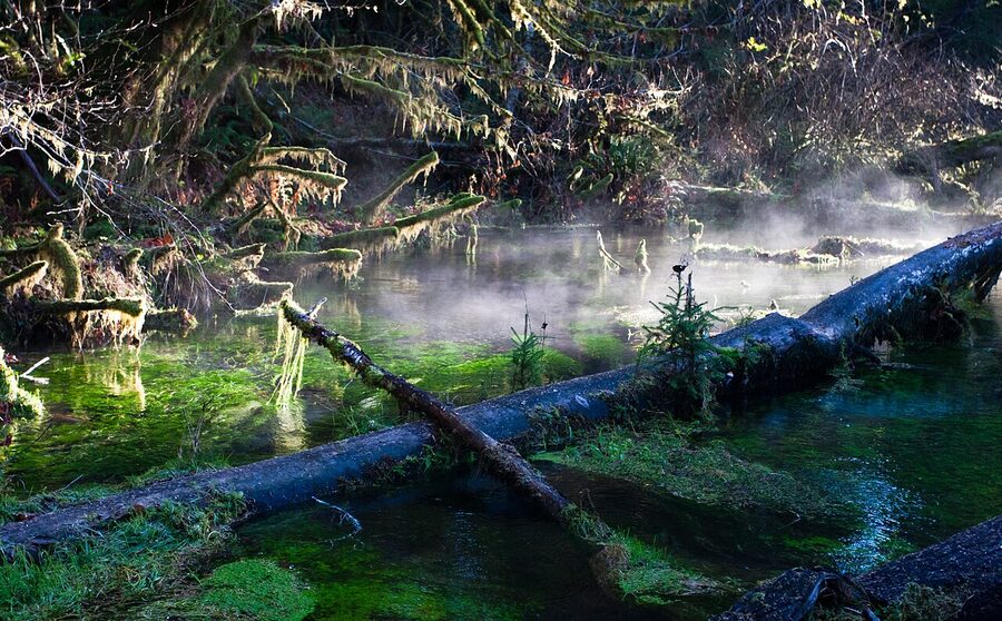 Entrance to the Hall of Mosses trail in Hoh Rainforest, Olympic National Park