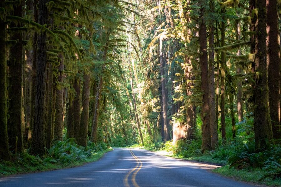 Sunlit forest road through tall trees on the way to Forks, Washington