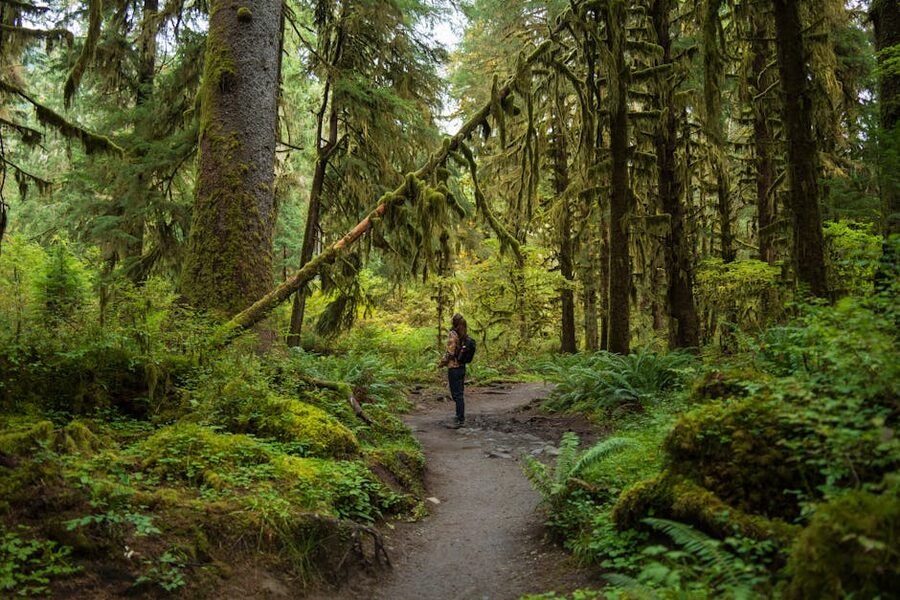 Lone hiker walking through misty Hoh Rainforest, Washington