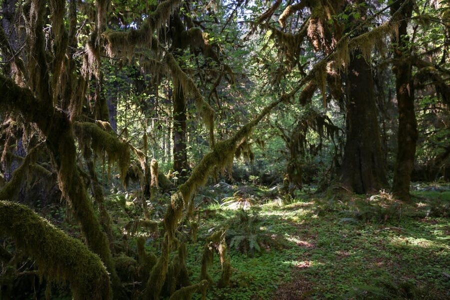 Moss-covered trees in lush Hoh Rainforest, Olympic National Park, Washington