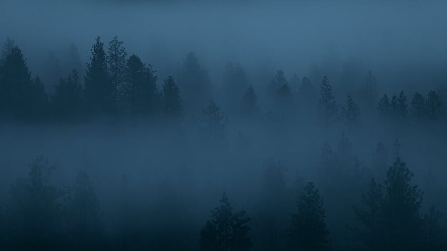 Misty forest at twilight with sunset hues, Washington